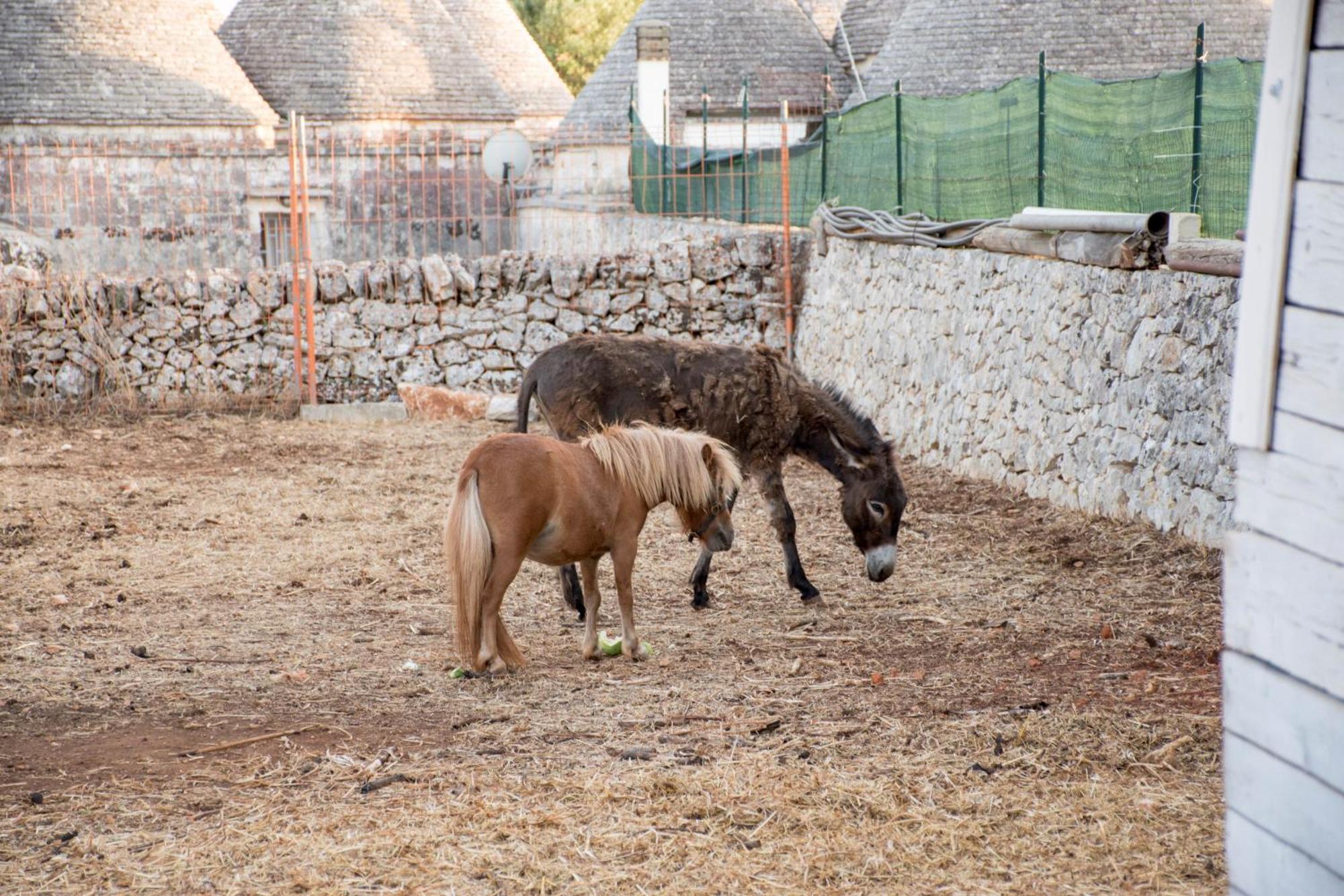 Trullo Cinquenoci Suite Locorotondo Esterno foto
